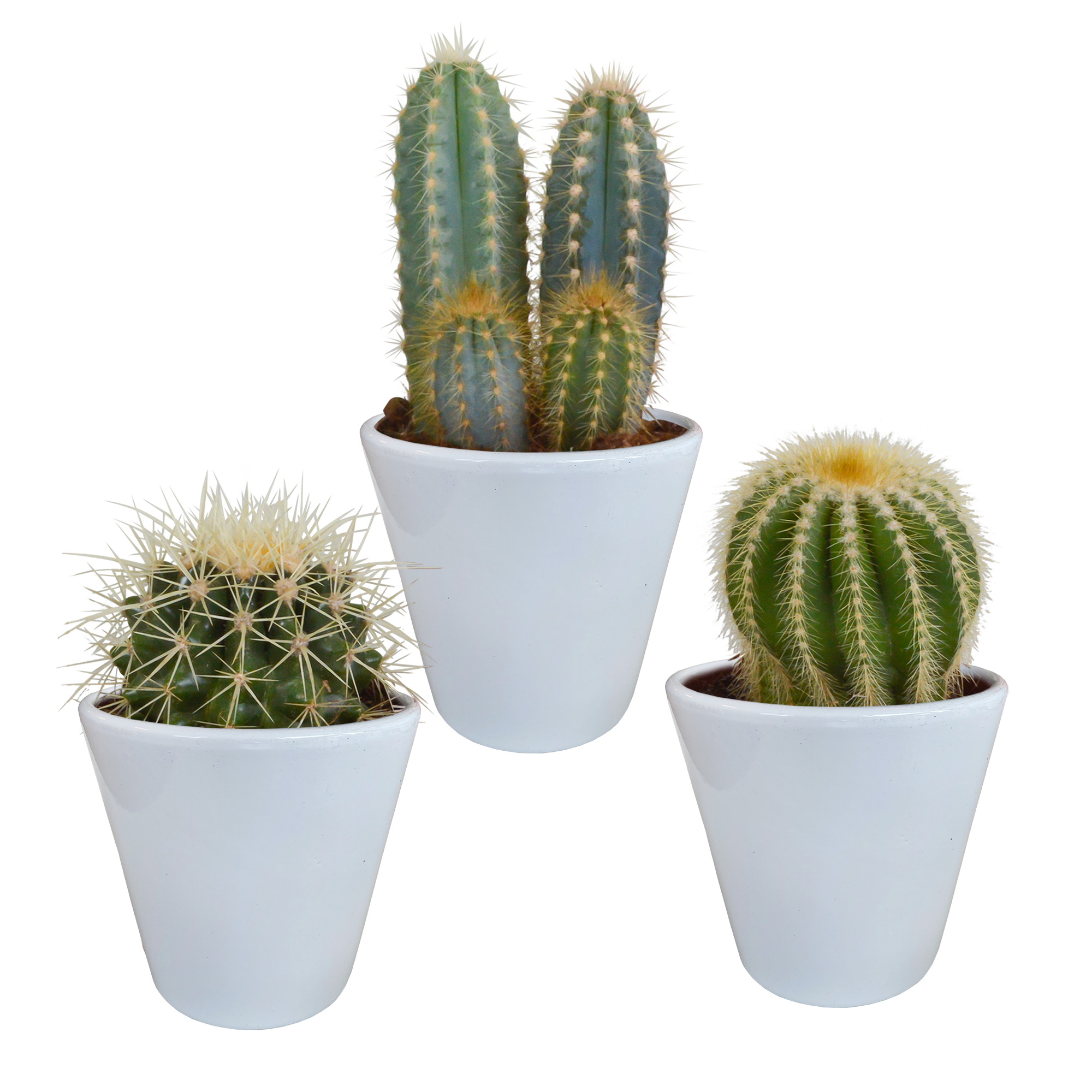 Cactus mix 8.5 -3x - cm in witte pot