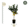 Citrus Lemon Fruitplant (Citroenplant) - 150 cm - Ø24cm