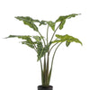 Kunstplant - Alocasia Frydek - Olifantsoor - 120 cm