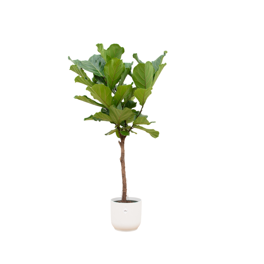 Ficus Lyrata stam inclusief elho Vibes Fold Round wit - 150 cm - Ø30