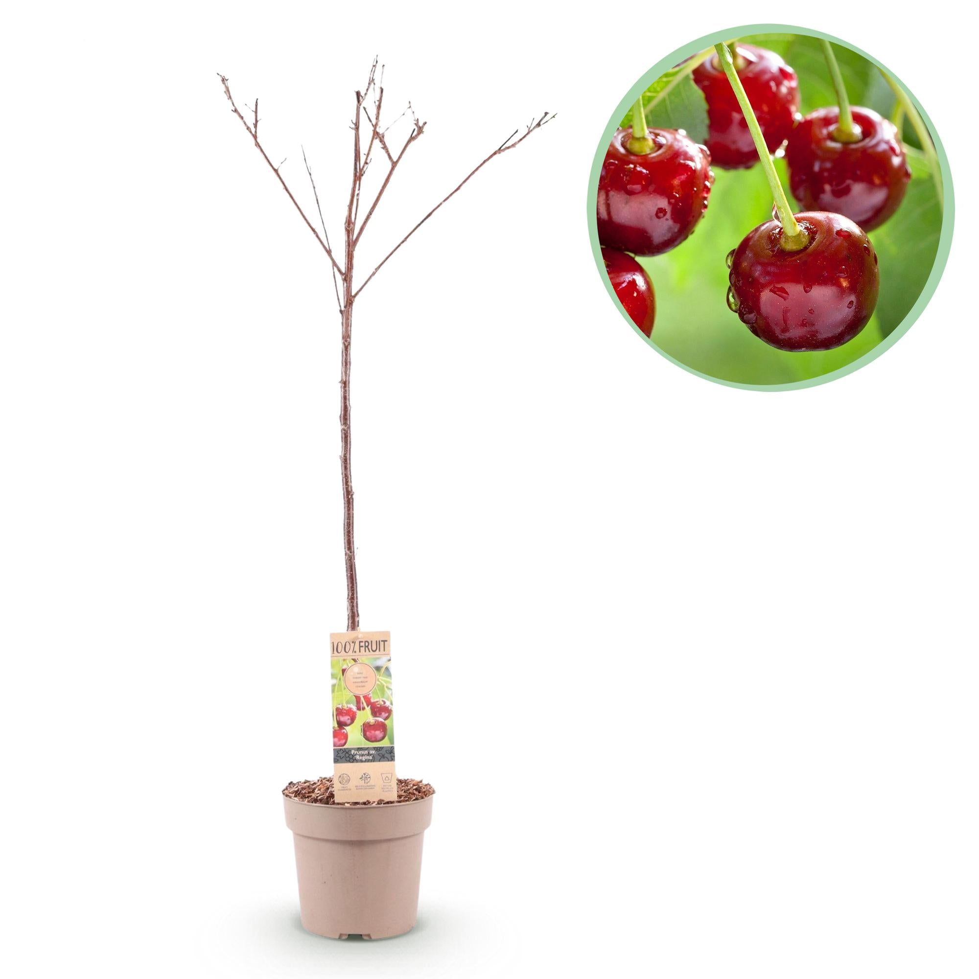 Green boutiQ - Fruitplant - Kersenplant - Prunus avium Regina  - Rode kers - Pot 21cm Hoogte 90cm