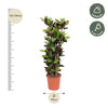 Codiaeum Iceton (Croton Iceton) - 140 cm - ø27