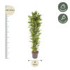 Dracaena Cintho vertakt - 210 cm - ø40
