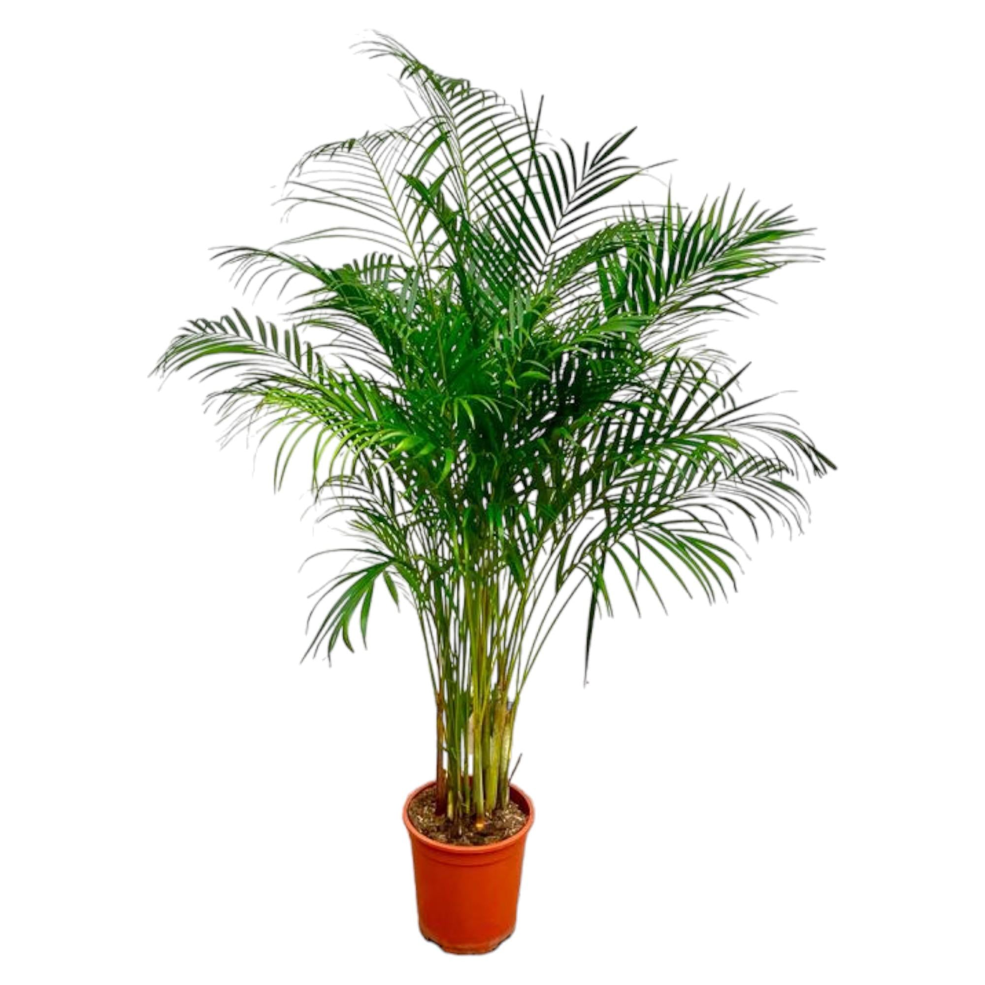 Dypsis Lutescens (Areca Palm) - 180 cm - ø27