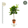 Ficus Lyrata plant XXL - 200 cm - ø40