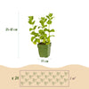 Green boutiQ - Borderpakket - Thee kruiden - 24 Vaste planten - 3 m2 - Diversen kleuren - Weinig Onderhoud - Pot 11cm