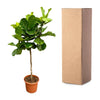 Ficus Lyrata plant XXL - 200 cm - ø40