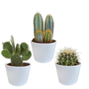 Cactus mix 10.5 cm - 3x - in witte pot