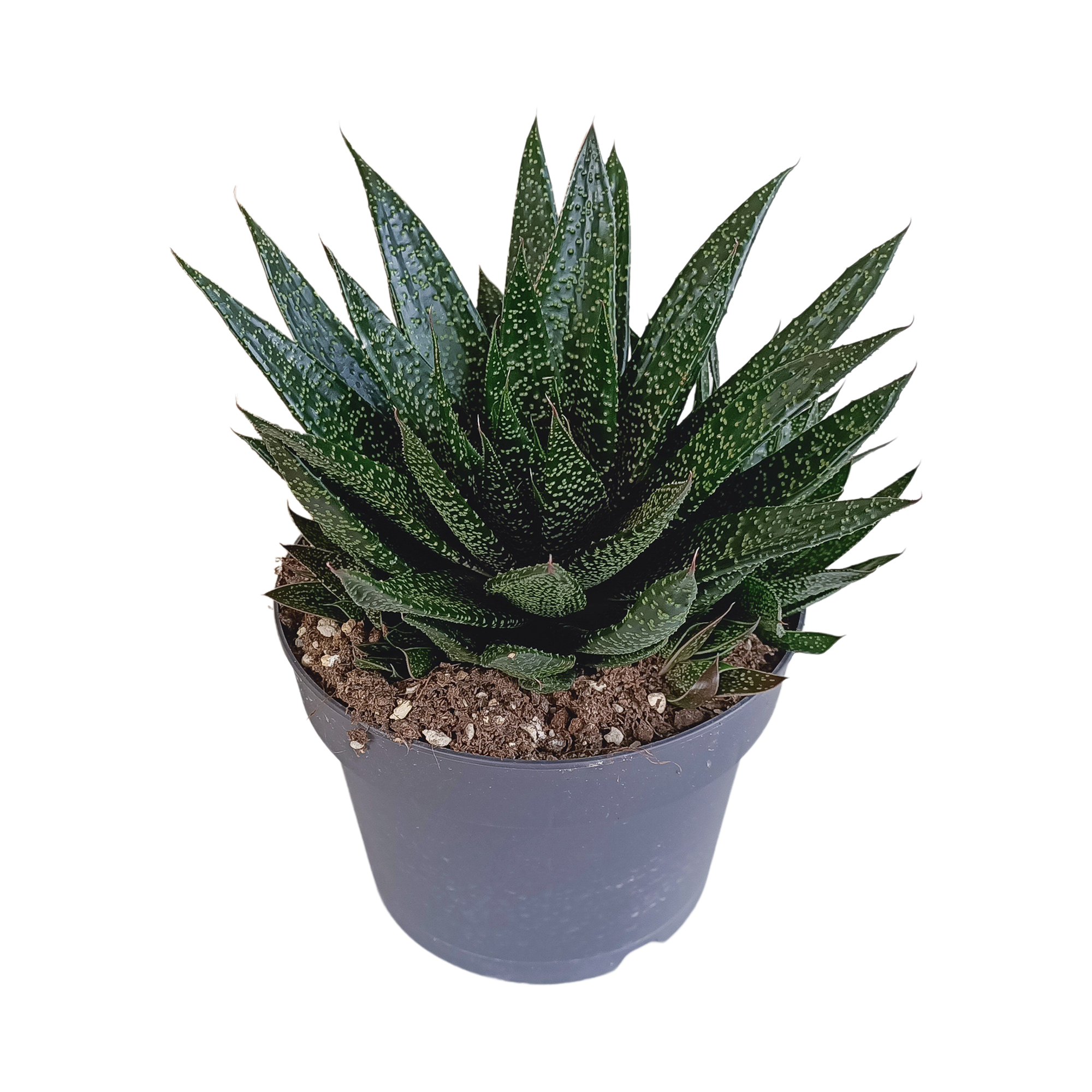 Gasteria 'd Due 17cm