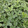 60x Pachysandra term. 'Variegata' - ↕10-25cm - Ø9cm