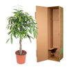 Ficus Amstel King gevlochten stam - 140 cm - ø30